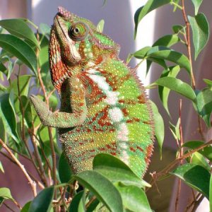 Basking in the sun