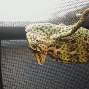 hangin2