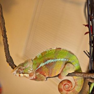 rocko naps
