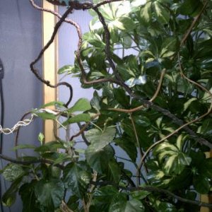 carmelo's personal 2'X2'X4' jungle