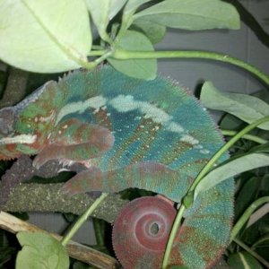 clyde sleepin