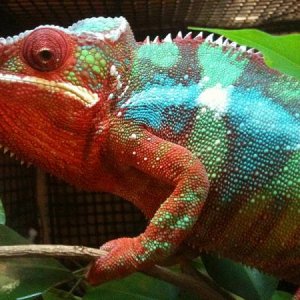 skittles 2