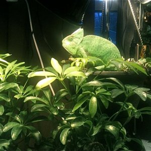 Camille free ranging near her cage door.  She's on her butt, looking out the window!