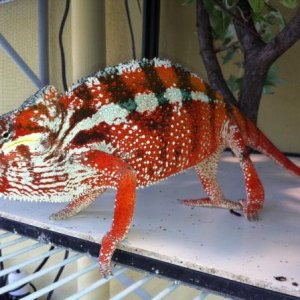 Male Tamatave - Big Red