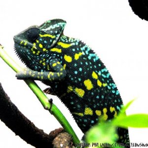 gravid coloration day of laying first clutch