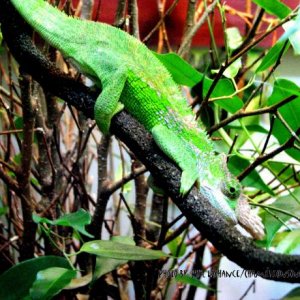 too green to be a stick little Tommy