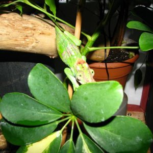 chameleon or mantis?