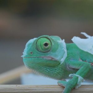 My little Angel with wings. Elly shedding at one month old
 10 29 10   068
