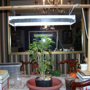 Elly's  baby free range tree 11 4 10   005