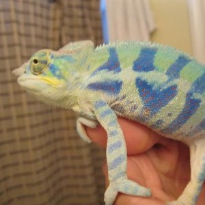 Dr. Gonzo Ambanja- 7 months