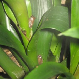 young blue back reed frogs