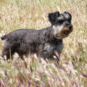 rodent hunting in field
