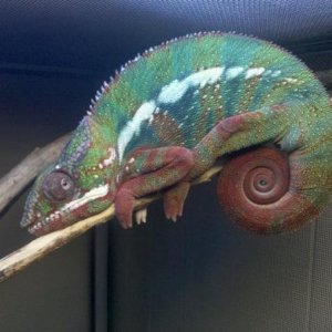 clyde;chillin