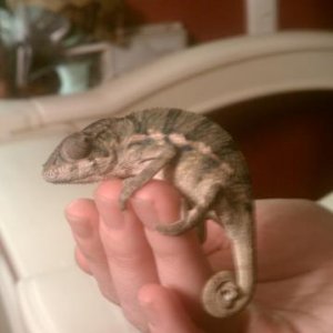 MY DWARF PANTHER