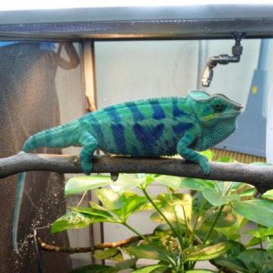 Dr. Gonzo Ambanja - 6 months