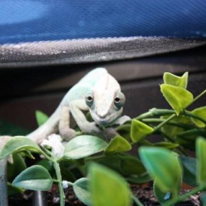 3-4 months old