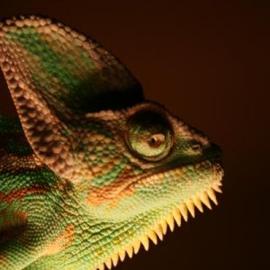 a recent close up

download nov12010