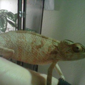 Cocoa