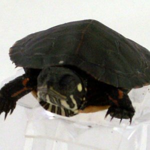 eastern painted turtle for sale picture 1 front 600