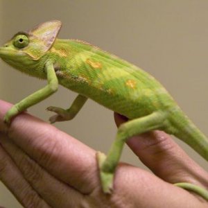 Gomez - high yellow male
(december 2010)