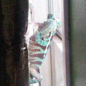 sun bathing in the window