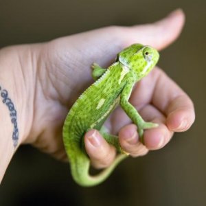 Mortimer - a handful of baby flapneck