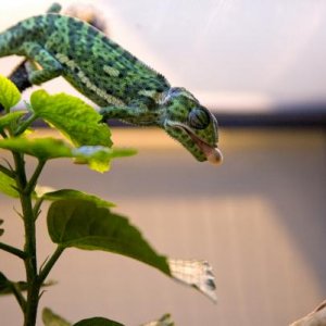 Mortimer loves the silkworms too