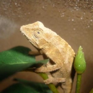 pygmycham.jpg01