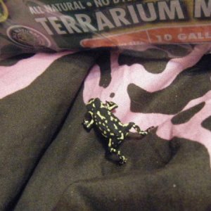 My boyfriends Bumble bee walking toad, Sir. hops a lot, he was also baught from the February 12th reptile show