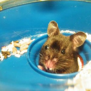 Mika the hamster peeking her head out to say hi