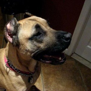 Missy the presa canario