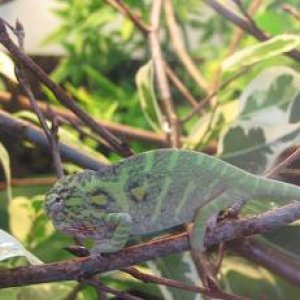 0.1 Furcifer minor CB

www.chamaeleon-farm.de