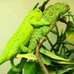 A pair of Furcifer lateralis lateralis CB

www.chamaeleon-farm.de