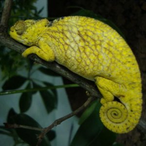 0.1 Trioceros pfefferi WC

www.chamaeleon-farm.de