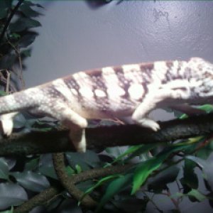 my panther slowly growin up..decided to be white that day..