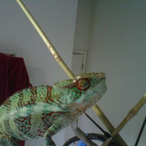 Hannibal reaching for the sky
