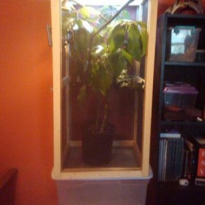 Jacksons enclosure