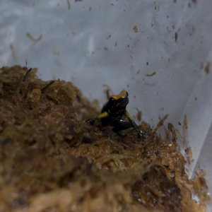 Black-legged Dart Frog (Phyllobates bicolor). 3.7.11