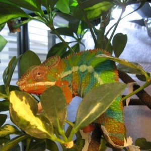 Phoenix Resting (Good Amount of Green)