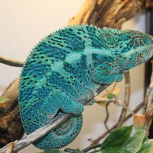 Jack Jr. Raiden's Son, from Trinity Chameleons (Canada)