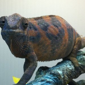 Chuckita. Nosy Faly female from Heroic Chameleons (USA).
