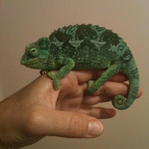Astrid on my hand...she was so special!