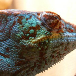 LSC WC Ambanja breeder - Tetris aka "Pistol Pete"