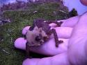 brookesia_perarmata_1_thumb.jpg