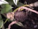 brookesia_perarmata_3_thumb.jpg