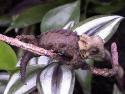 brookesia_perarmata_4_thumb.jpg