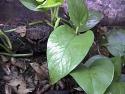 brookesia_perarmata_5_thumb.jpg