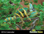 calendar16_cover.jpg