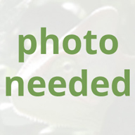 Rhampholeon (Rhinodigitum) nchisiensis