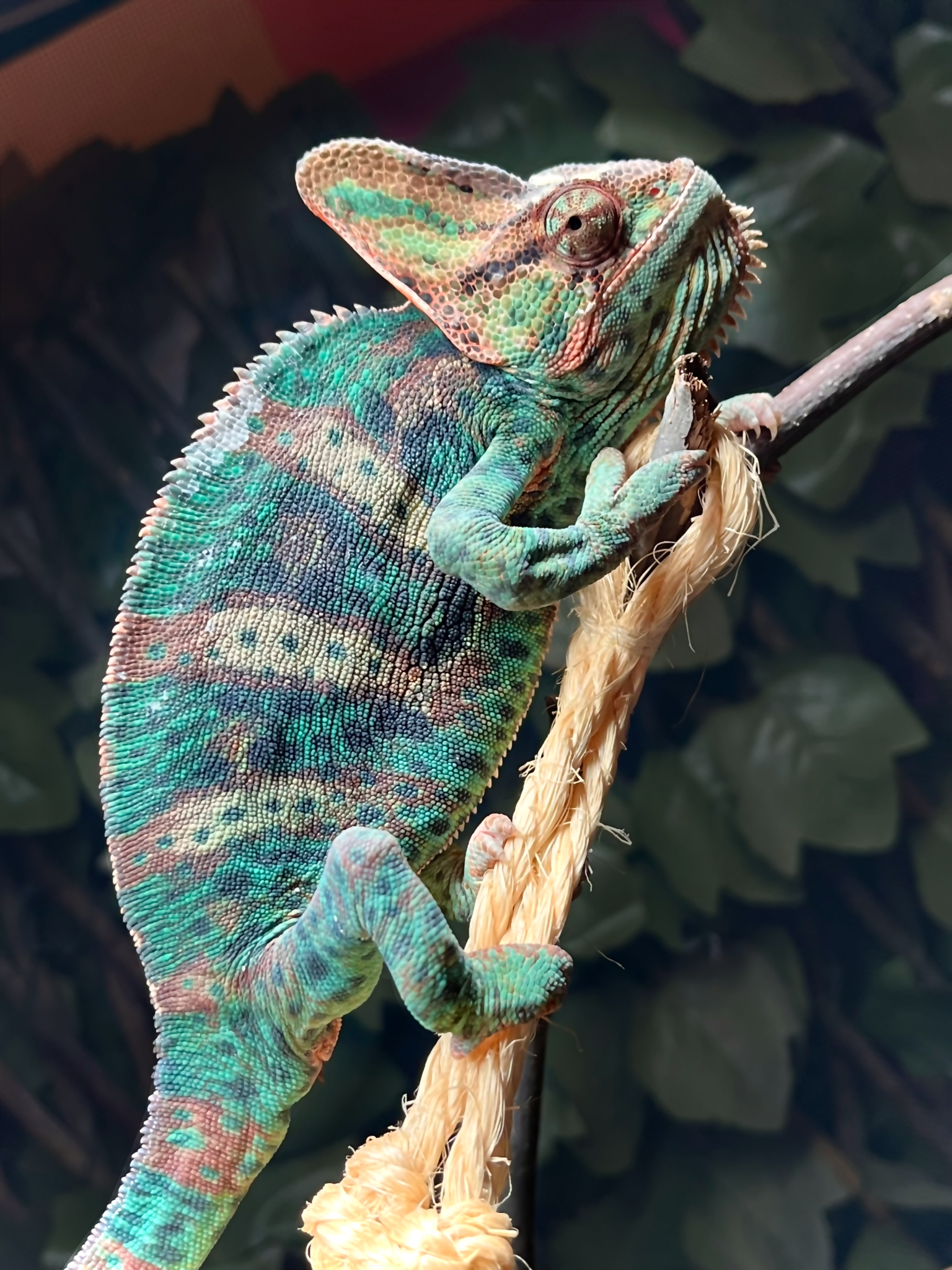 “Slow Your Role, Pal!”